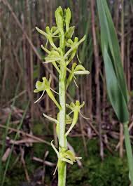 Attēlu rezultāti vaicājumam “Liparis loeselii flower”