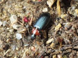 Attēlu rezultāti vaicājumam “Lebia chlorocephala”