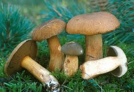 Attēlu rezultāti vaicājumam “Suillus variegatus”