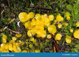 Attēlu rezultāti vaicājumam “Bisporella citrina”