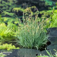 Attēlu rezultāti vaicājumam “Carex panicea flower”