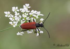 Attēlu rezultāti vaicājumam “Anastrangalia sanguinolenta”