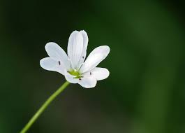 Attēlu rezultāti vaicājumam “Stellaria palustris”