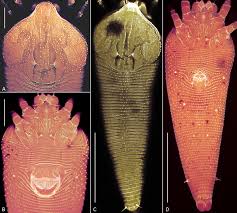 Attēlu rezultāti vaicājumam “Diaperis boleti imago”