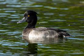 Attēlu rezultāti vaicājumam “Aythya fuligula male”