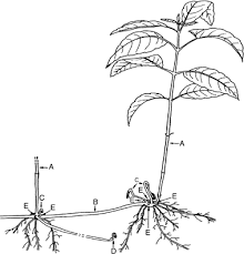 Attēlu rezultāti vaicājumam “Mercurialis perennis fruit”