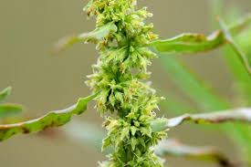 Attēlu rezultāti vaicājumam “Rumex maritimus leaf”