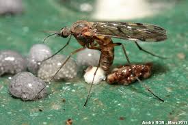 Attēlu rezultāti vaicājumam “Sylvicola sp.”