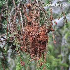 Attēlu rezultāti vaicājumam “Acantholyda erythrocephala”