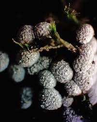 Attēlu rezultāti vaicājumam “Badhamia foliicola macro”