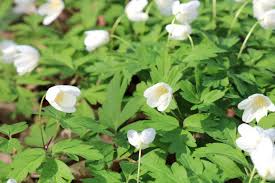 Image result for Buschwindröschen