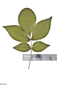 Attēlu rezultāti vaicājumam “Carya ovata leaf”