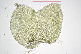 Attēlu rezultāti vaicājumam “Barbilophozia kunzeana”