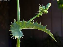 Attēlu rezultāti vaicājumam “Sonchus asper”