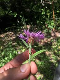 Attēlu rezultāti vaicājumam “Centaurea jacea bud”