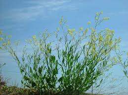 Attēlu rezultāti vaicājumam “Sisymbrium volgense”