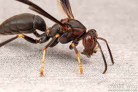 Attēlu rezultāti vaicājumam “Polistes”