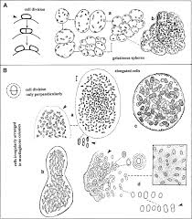 Attēlu rezultāti vaicājumam “Gloeocapsa rupestris”