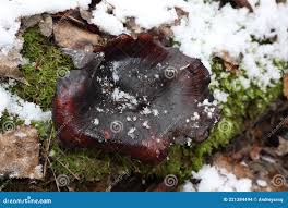 Attēlu rezultāti vaicājumam “Polyporus badius”