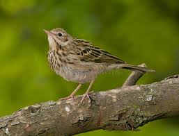 Attēlu rezultāti vaicājumam “Anthus trivialis”