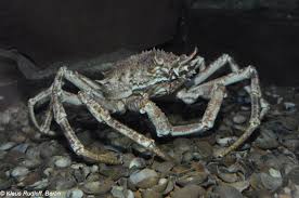 Image result for Maja brachydactyla