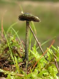 Attēlu rezultāti vaicājumam “Auriscalpium vulgare”