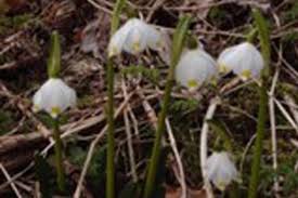 Attēlu rezultāti vaicājumam “Leucojum vernum var. carpathicum”
