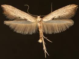 Attēlu rezultāti vaicājumam “Epermeniidae”