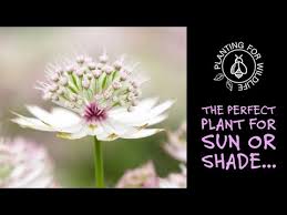 Attēlu rezultāti vaicājumam “Astrantia major fruit”