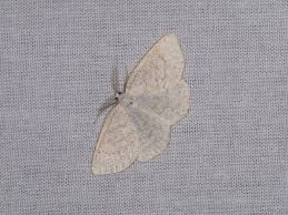 Attēlu rezultāti vaicājumam “Cabera exanthemata”