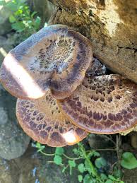 Attēlu rezultāti vaicājumam “Polyporus squamosus”