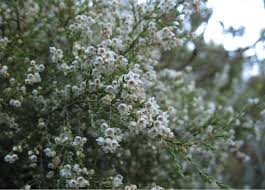 Attēlu rezultāti vaicājumam “Ericaceae”