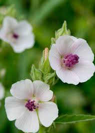 Image result for Althaea officinalis