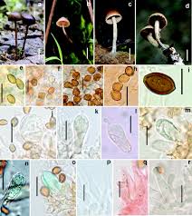 Attēlu rezultāti vaicājumam “Psilocybe sp.”