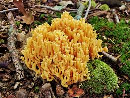 Attēlu rezultāti vaicājumam “Ramaria formosa”