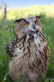 Attēlu rezultāti vaicājumam “Bubo bubo adult”