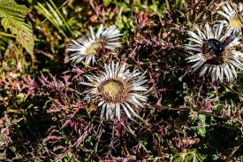 Attēlu rezultāti vaicājumam “Carlina biebersteinii bud”