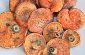 Attēlu rezultāti vaicājumam “Lactarius deliciosus”