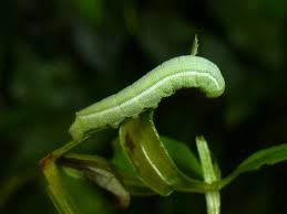 Attēlu rezultāti vaicājumam “Deilephila porcellus”