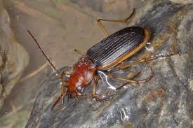 Attēlu rezultāti vaicājumam “Nebria livida”