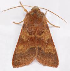 Attēlu rezultāti vaicājumam “Agrochola helvola”