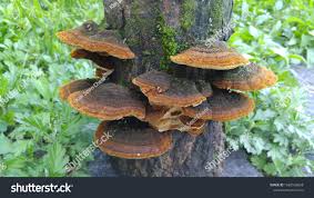 Attēlu rezultāti vaicājumam “Phellinus”