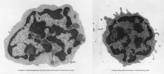 Attēlu rezultāti vaicājumam “Cinclidotus danubicus cells”