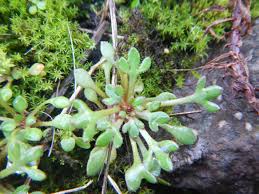 Attēlu rezultāti vaicājumam “Saxifraga granulata leaf”
