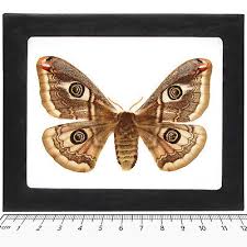 Attēlu rezultāti vaicājumam “Saturnia pavonia”