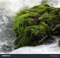 Attēlu rezultāti vaicājumam “Bryum caespiticium”