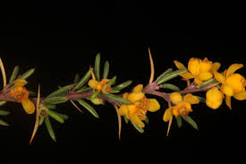 Attēlu rezultāti vaicājumam “Berberidaceae”