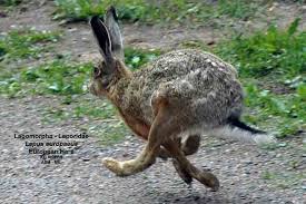Attēlu rezultāti vaicājumam “Lepus europaeus”