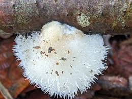 Attēlu rezultāti vaicājumam “Postia ptychogaster”