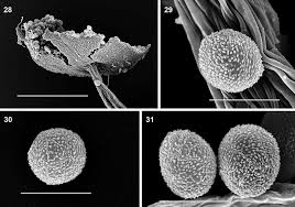Attēlu rezultāti vaicājumam “Stemonaria irregularis”